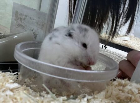 ダルメシアンハムスター