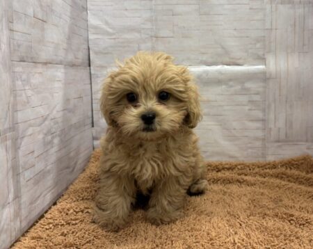 ペキニーズ×トイプードル