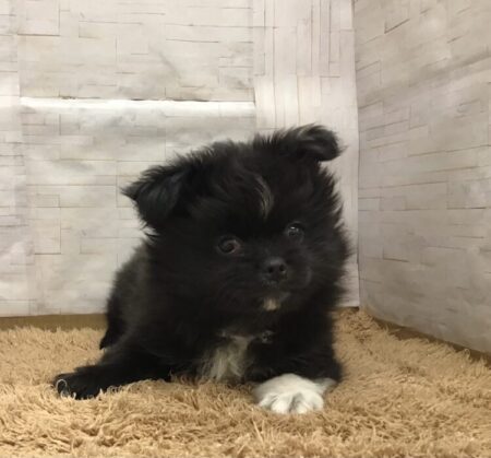 ポメラニアン×トイプードル