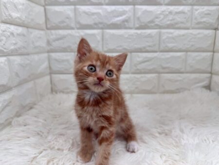 アメリカン・ショートヘア