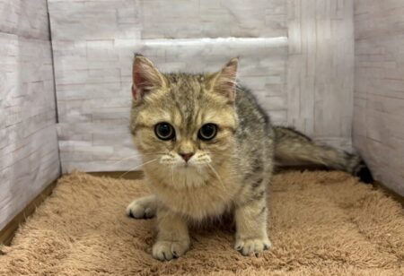 ブリティッシュ