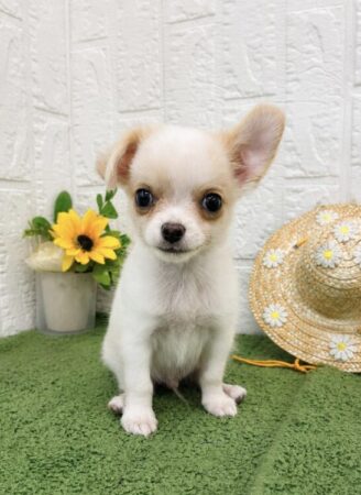 チワワ