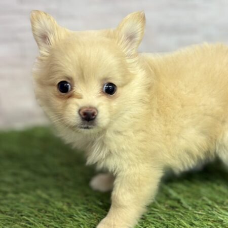 ポメラニアン×チワワ