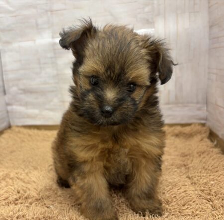 ポメラニアン×トイプードル