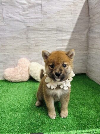 柴犬