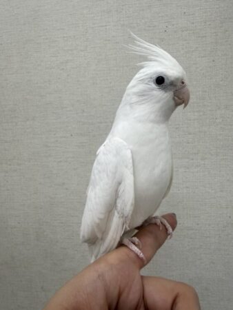 インコ