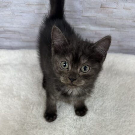 アメリカン・ショートヘア