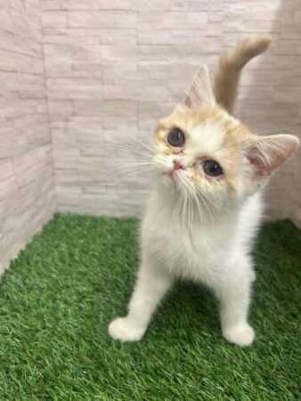 スコティッシュフォールド