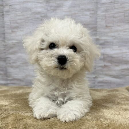 ビションフリーゼ