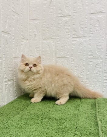 スコティッシュフォールド