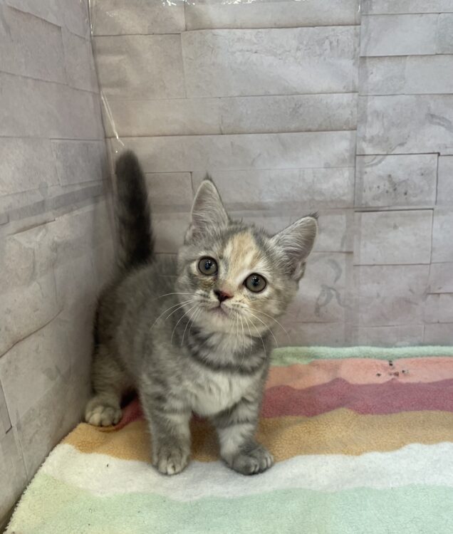 ネコの小判/3 ◎5月オンライン限定◎ ねこねこ食パン（チョコミント＋三毛猫）