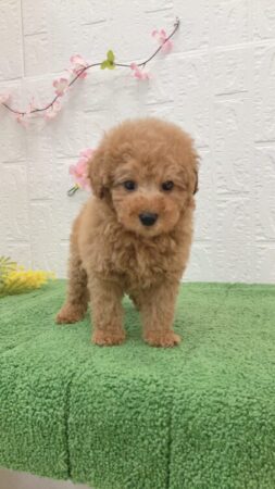 トイ・プードル