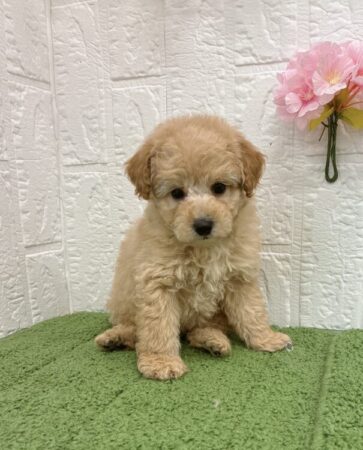 トイ・プードル