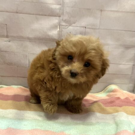 ポメラニアン×トイプードル