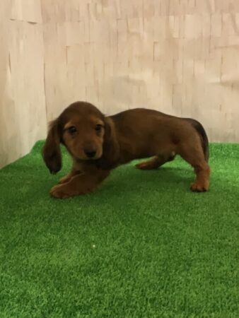 カニンヘンダックスフンド