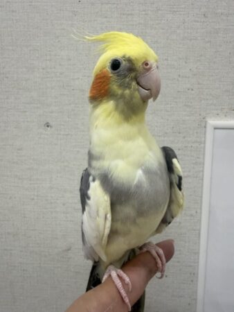 オカメインコ(パイド)