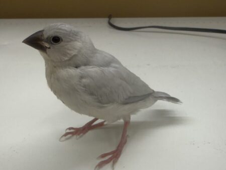 シルバー文鳥(ヒナ)