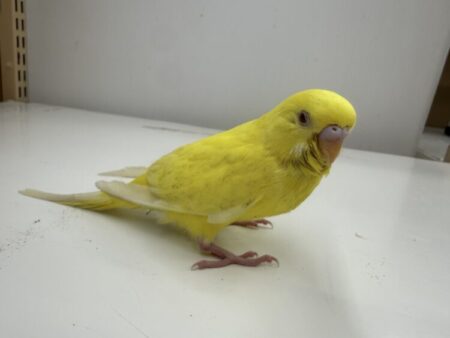 セキセイインコ(ヒナ)