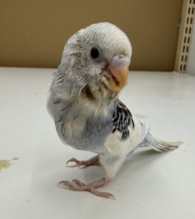 セキセイインコ(ヒナ)