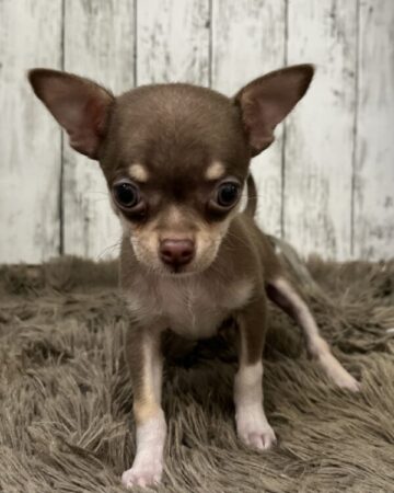 スムースコートチワワ