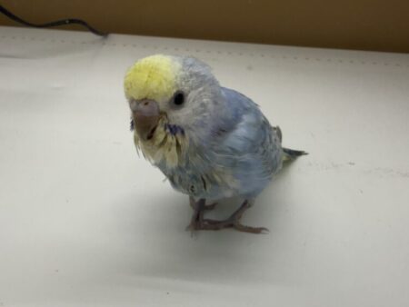 セキセイインコ(ヒナ)