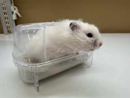 ロングヘアーハムスター