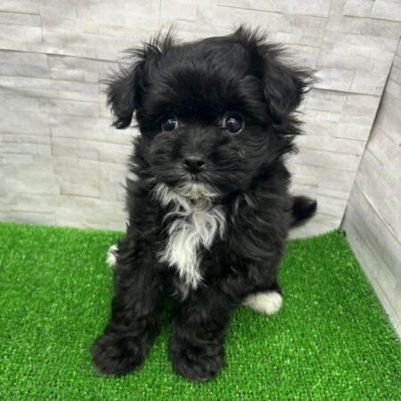 ポメラニアン×マルチーズ×プードル