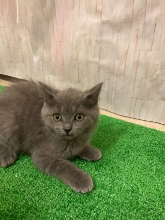 ブリティッシュショートヘアー