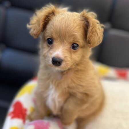 MIX(チワワ×トイプードル)