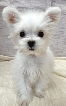 ポメラニアン×シーズー