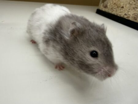 ロングヘアーハムスター