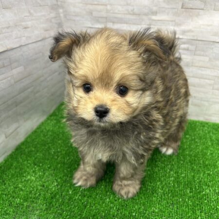 ポメラニアン×マルチーズ×プードル