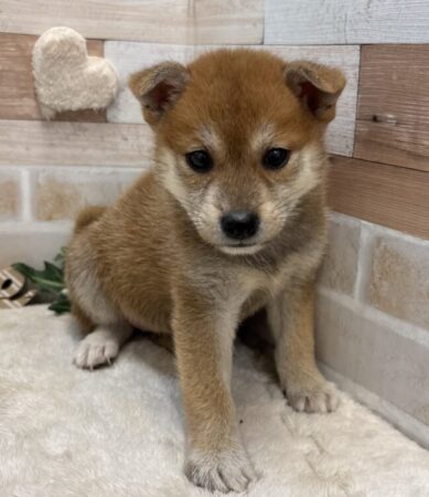 柴犬