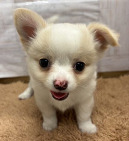 チワワ
