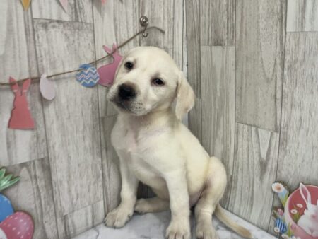 ラブラドール・レトリーバー