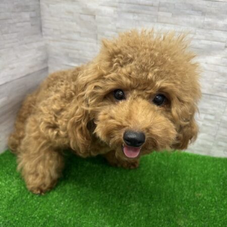 トイ・プードル