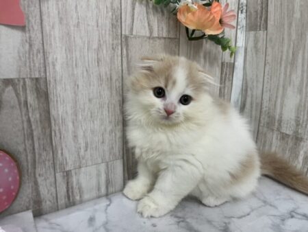 スコティッシュフォールド