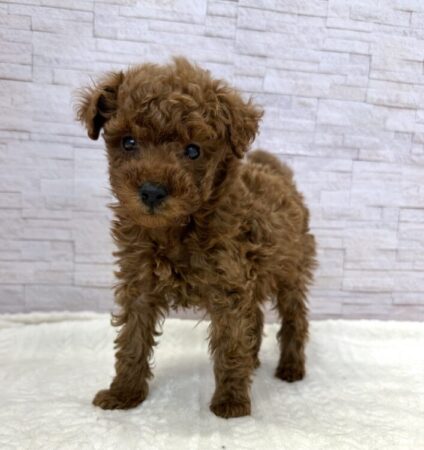 トイ・プードル