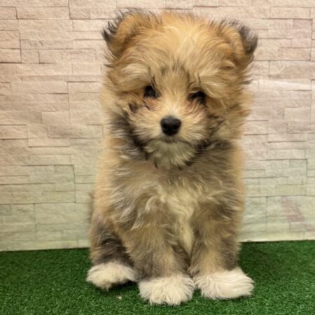 ポメラニアン×マルチーズ