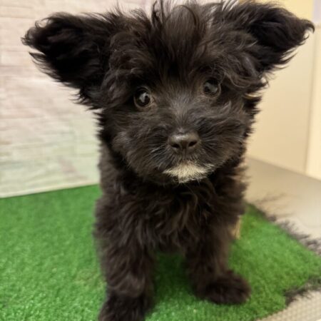 チワワ×トイプードル