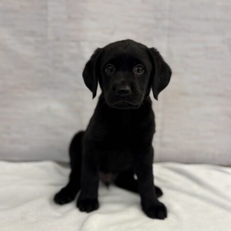 ラブラドール・レトリーバー