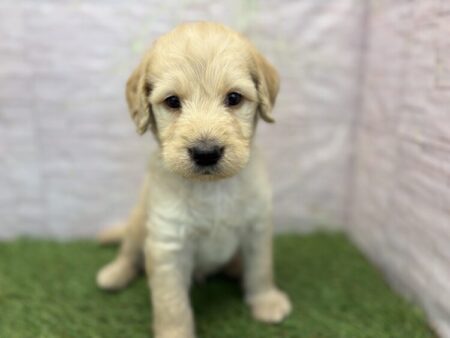 ゴールデンレトリバー×ラブラドールレトリバー