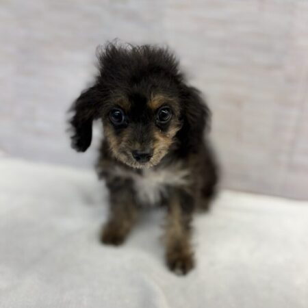 チワワ×トイプードル