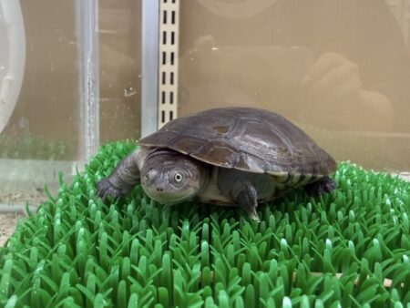 アフリカヌマヨコクビガメ