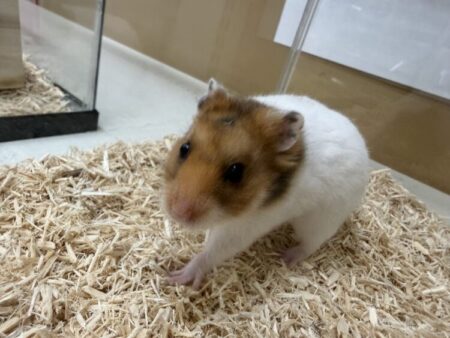 ゴールデンハムスター