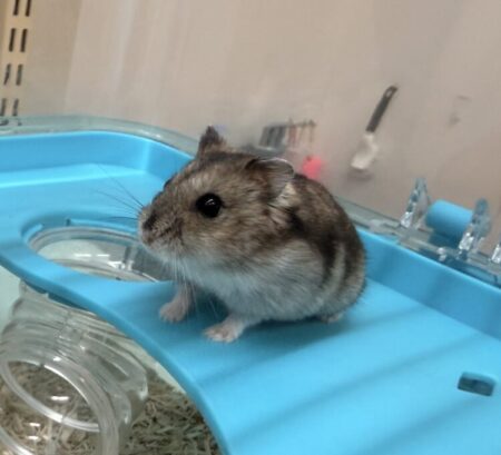 グレージャンガリアンハムスター
