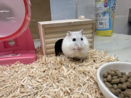 パールホワイト