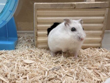 パールホワイト