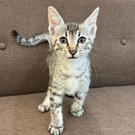 エジプシャンマウ
