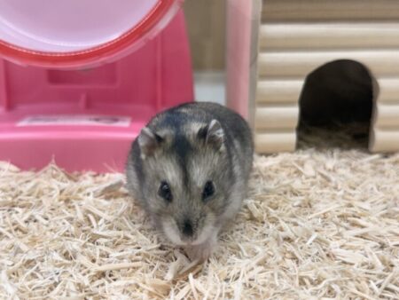 グレージャンガリアン